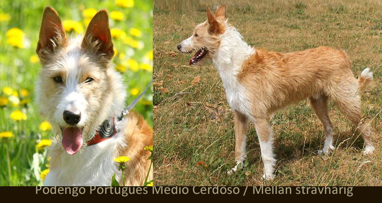 Podengo Português Medio Cerdoso